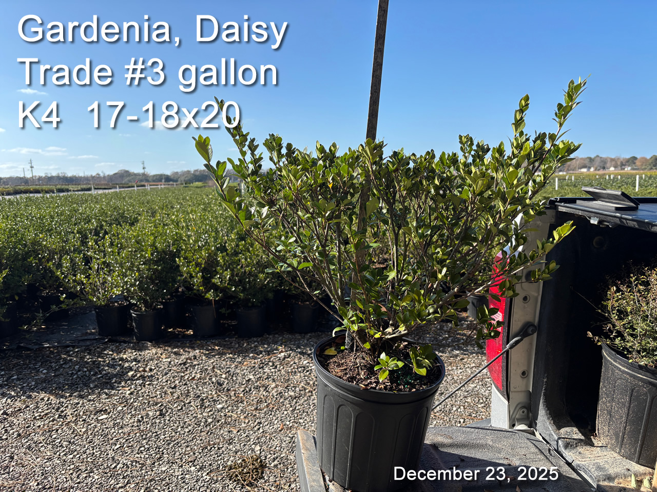 gallery/gdai3t k4 dec23.jpg